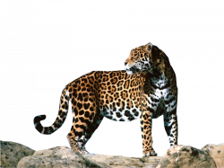 jaguar png by DIGITALWIDERESOURCE on DeviantArt