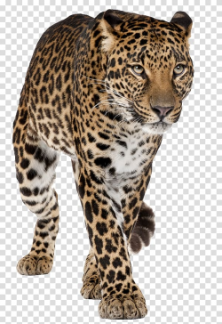Jaguar Felidae Snow leopard , jaguar transparent background ...