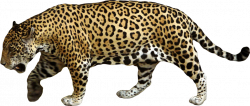Jaguar PNG images free download