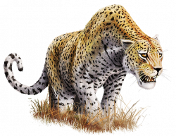 Leopard PNG Transparent Images | PNG All