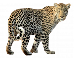 Leopard Walking PNG Image - PurePNG | Free transparent CC0 PNG Image ...