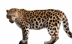 Amur leopard Felidae Amur River Cheetah African leopard ...