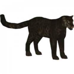 Black Amur Leopard - Leopard Image HD