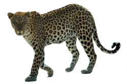 Leopard PNG images free download
