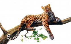 Leopard PNG images free download