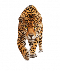 Jaguar Walking transparent PNG - StickPNG