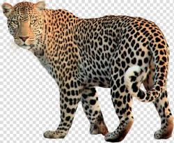 Leopard Advertising Animal print, A crouching leopard ...