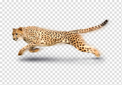 Cheetah transparent background PNG cliparts free download ...