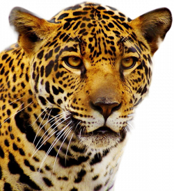 Jaguar PNG Transparent Jaguar.PNG Images. | PlusPNG