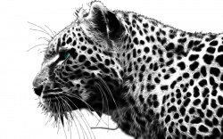 Cheetah PNG Transparent Images | PNG All