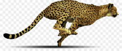 Drawing Of Cheetah Running PNG Cheetah Leopard Clipart ...