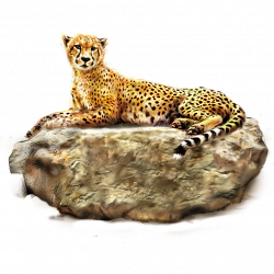Cheetah PNG images