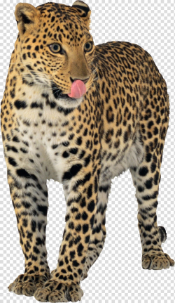 Leopard Jaguar Cheetah, leopard transparent background PNG ...