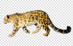 Jaguar , orange mountain leopard transparent background PNG ...