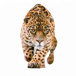 Jaguar Clip art - leopard 2953*2953 transprent Png Free Download ...