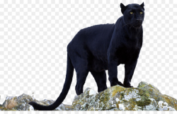 Black Panther Jaguar Leopard Cougar - Pa #46961 - PNG Images ...