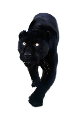 Totally Transparent | Resources - images | Pinterest | Black panther