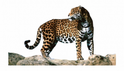 Download Jaguar Png Clipart Animals Live In Mexico - Clip ...