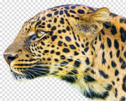 Cheetah , Android application package Blue Mobile app Eye ...