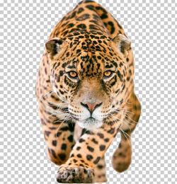 Jaguar C-X75 IPhone 7 Lion PNG, Clipart, Animal, Animals ...
