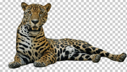 Jaguar Lying Down PNG, Clipart, Animals, Jaguars Free PNG ...