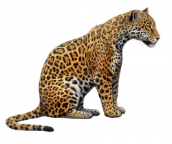 Download jaguar animal drawing clipart Jaguar Lion Cat