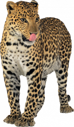 Jaguar PNG images free download