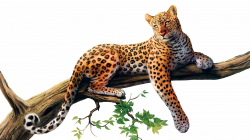 Download HD Wallpaper For Free | HD Free Download Images