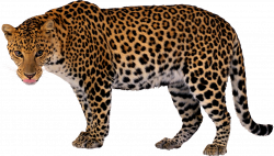 Leopard Transparent PNG Image | Web Icons PNG