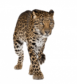 Leopard Walking Front transparent PNG - StickPNG
