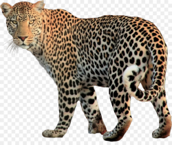 jaguar png clipart Jaguar Leopard Felidae clipart - Graphics ...