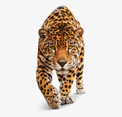 Jaguar Transparent Leopard - Jaguar Front View #1432095 ...