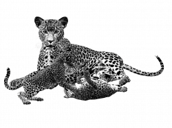 Leopard PNG Black And White Transparent Leopard Black And White.PNG ...