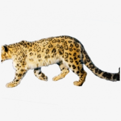 Jaguar Clipart Mammal Animal - Cheetah Clip Art #1974728 ...