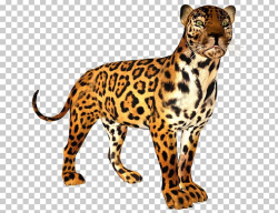 Leopard Cheetah Jaguar Ocelot Tiger PNG, Clipart, Animal ...