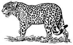 Free Jaguar Clipart, 1 page of Public Domain Clip Art - Clip ...
