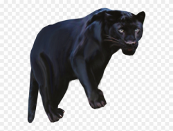 Pantera Animal Png Clipart Black Panther Leopard Jaguar ...
