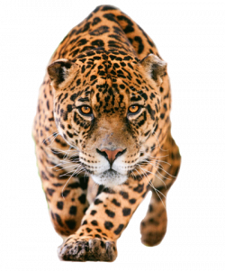 Pin by AlaaWiツ on Photoshops | Jaguar animal, Majestic ...