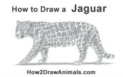 how to draw a cartoon jaguar – notintokyo.co