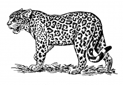 Jaguar Animal Line Drawing | Craft Ideas | Drawings, Jaguar ...