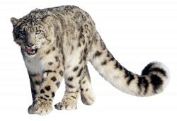 Leopard Snow transparent PNG - StickPNG