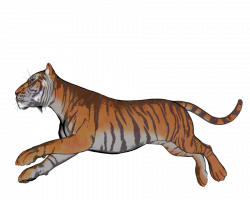 Tiger pose 76 of a gazillion by madetobeunique on DeviantArt