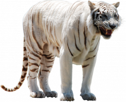 tigre blanco png - Buscar con Google | animals | Pinterest | Tigers ...