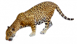 Jaguar PNG Transparent Images | PNG All