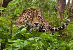 Home Jaguar Cat Hd Wallpaper Tropical Rainforest Animals ...