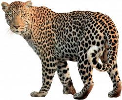 Leopard Walking Back transparent PNG - StickPNG