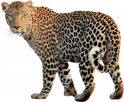 Jaguar PNG Transparent Jaguar.PNG Images. | PlusPNG