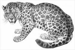 Free jaguars clipart graphics images and photos - Clipartix
