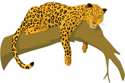 Cheetah Amur leopard Felidae Clip art - leopard 800*534 transprent ...