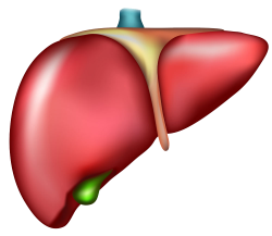 Liver Organ Cirrhosis Drawing - Human liver model 1000*868 ...
